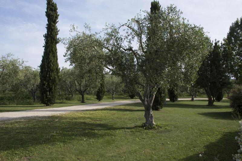 Agriturismo Scuderie Della Contea Сутрі Екстер'єр фото